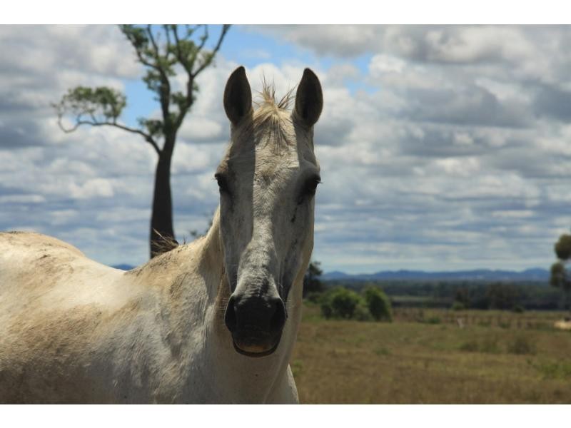 258 Evans Road, Garnant QLD 4702