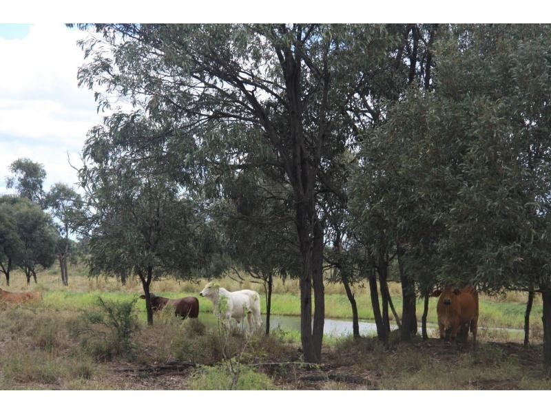 258 Evans Road, Garnant QLD 4702