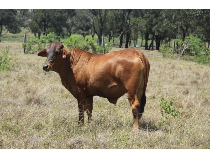 258 Evans Road, Garnant QLD 4702