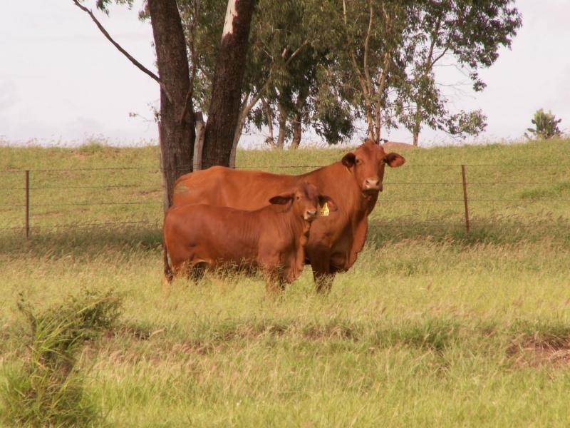 3902 Theodore-Baralaba Road, Moura QLD 4718