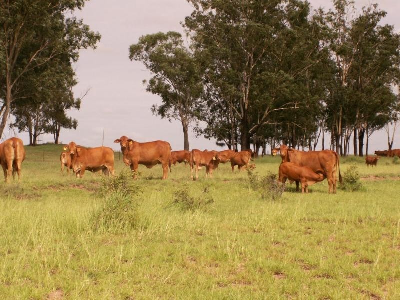 3902 Theodore-Baralaba Road, Moura QLD 4718