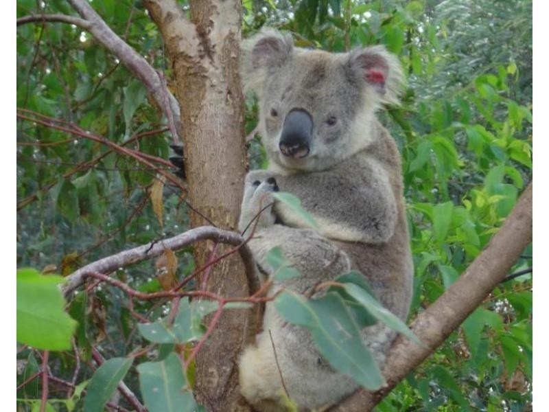 North Lakes QLD 4509