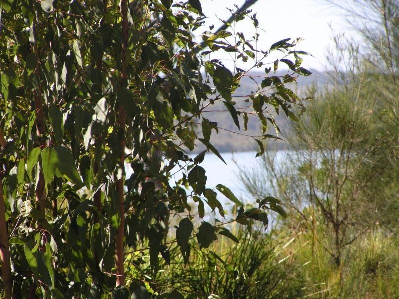 6 Atlantic Street, Lamb Island QLD 4184