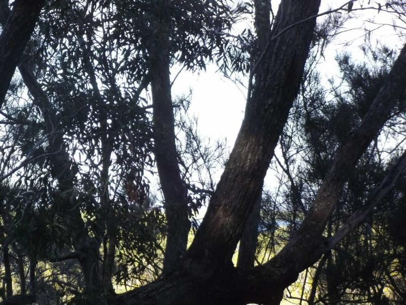 146 Treasure Island Avenue, Karragarra Island QLD 4184