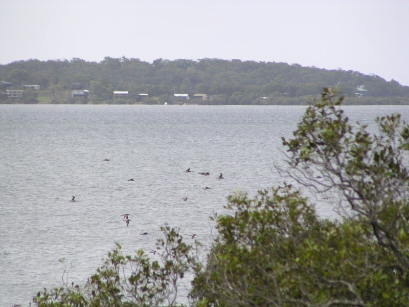 36 Goodsell Crescent, Lamb Island QLD 4184