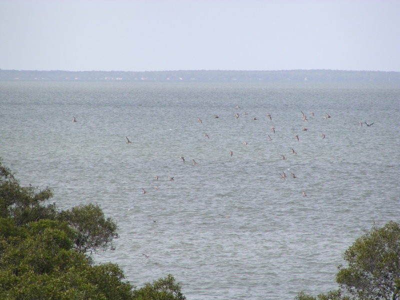 36 Goodsell Crescent, Lamb Island QLD 4184