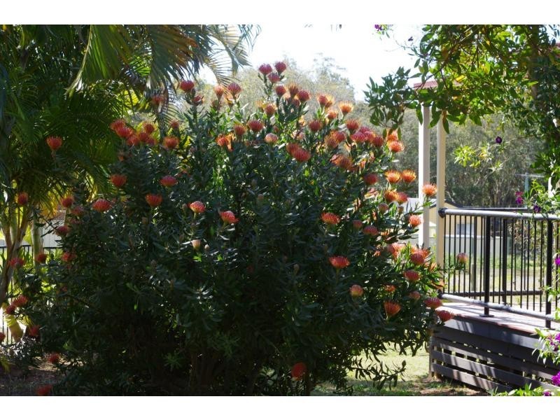 6 Lemontree Drive, Macleay Island QLD 4184