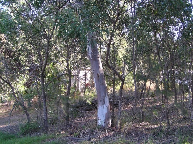 11 Atlantic Street, Lamb Island QLD 4184