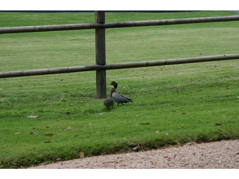 8 Gordon Road, Macleay Island QLD 4184