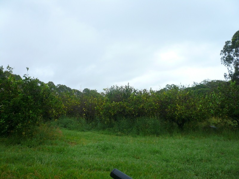 43 Lonicera Street, Macleay Island QLD 4184