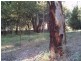 6 Attunga Street, Macleay Island QLD 4184