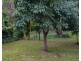 14 Lemontree Drive, Macleay Island QLD 4184