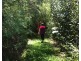 37 Coondooroopa Dr, Macleay Island QLD 4184