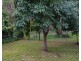 14 Lemontree Drive, Macleay Island QLD 4184