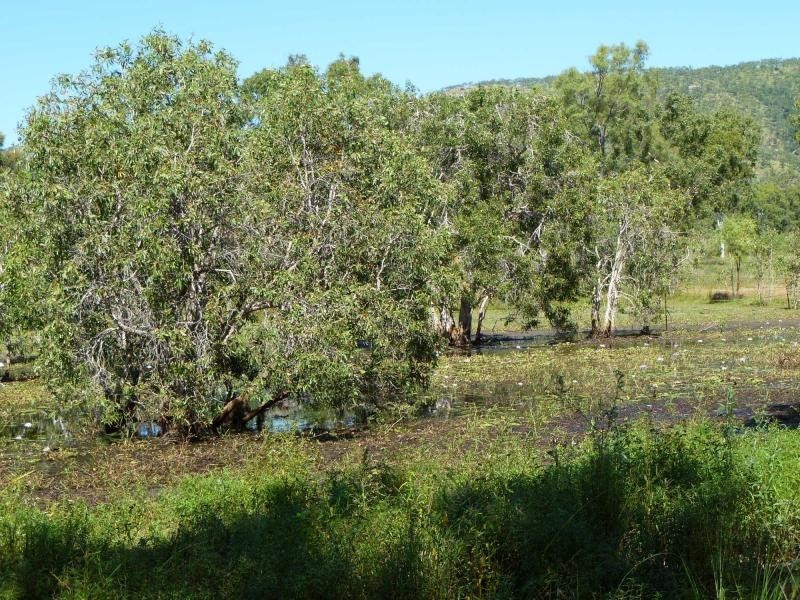 Nome QLD 4816