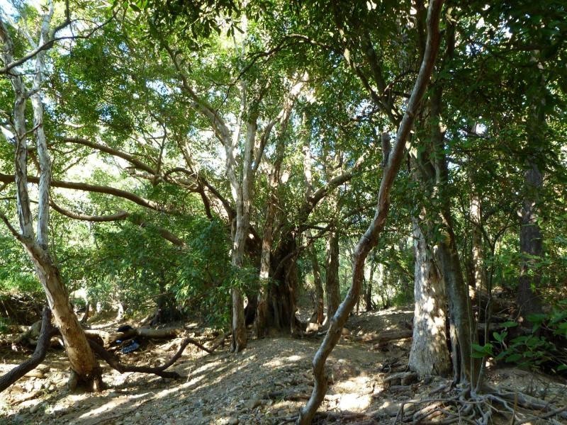 Lot 4 Williams Road, Alligator Creek QLD 4816