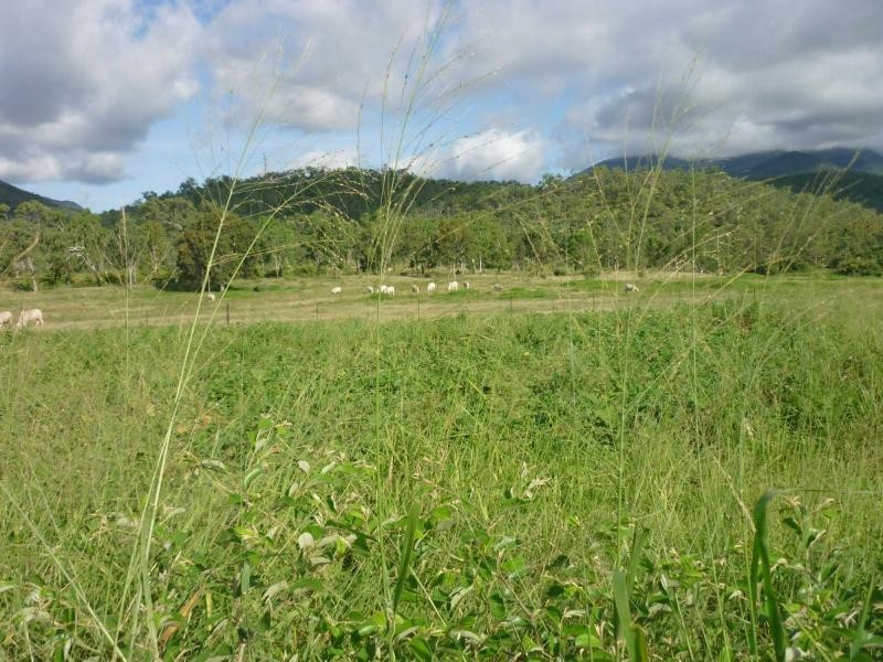 Alligator Creek QLD 4816