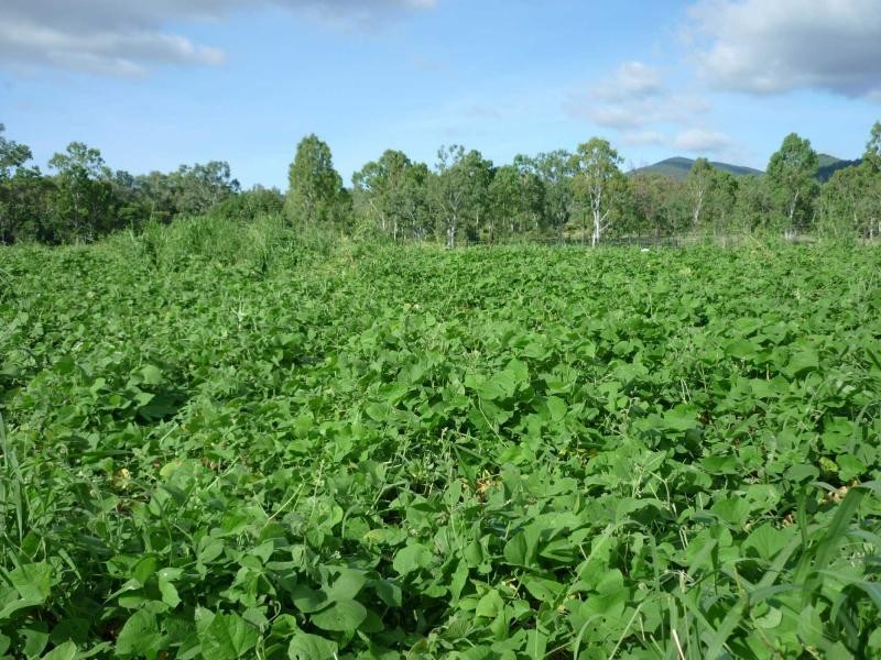 Alligator Creek QLD 4816