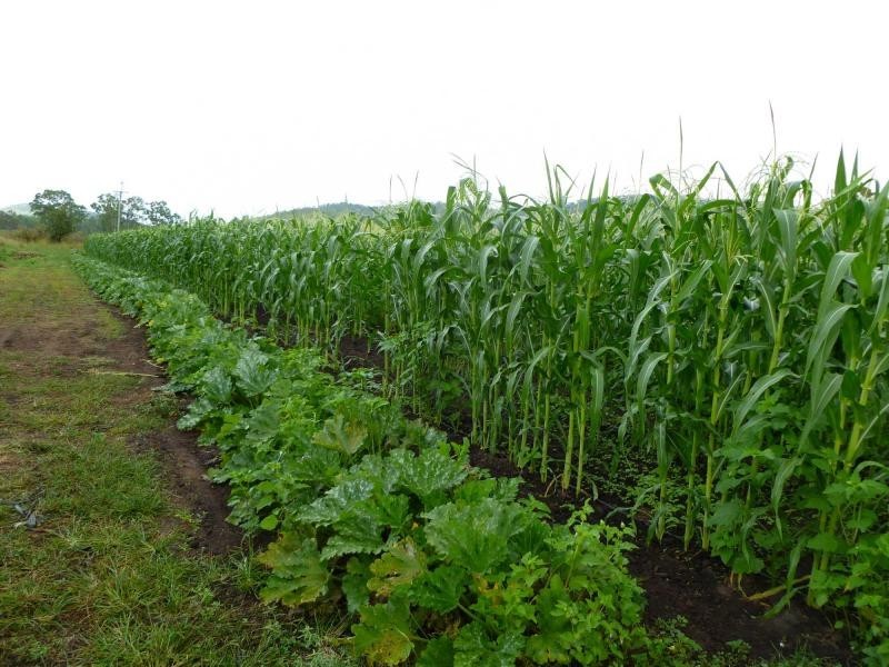 Majors Creek QLD 4816