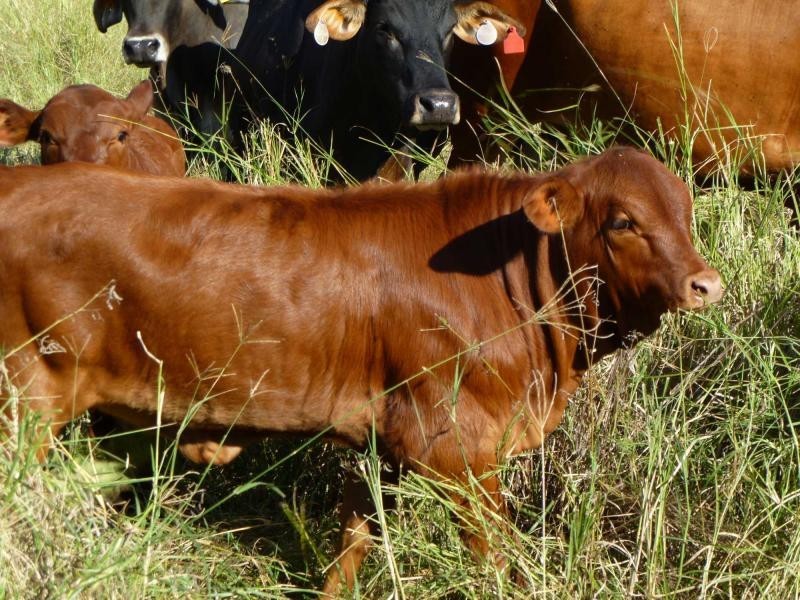 Majors Creek QLD 4816