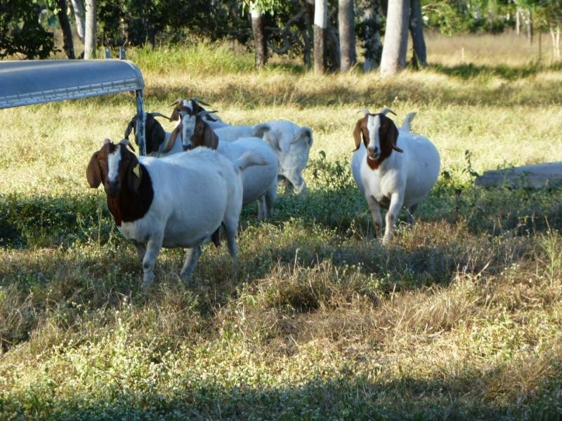 Majors Creek QLD 4816