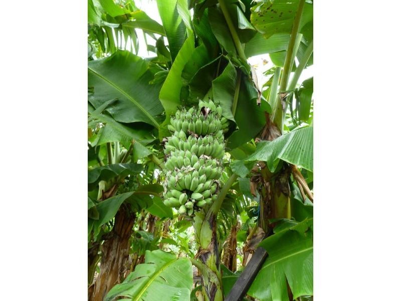 Majors Creek QLD 4816