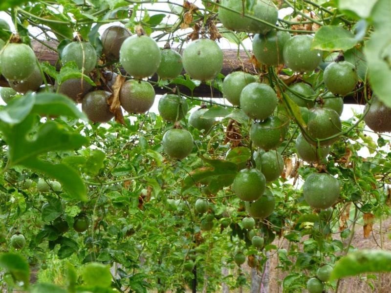 Majors Creek QLD 4816