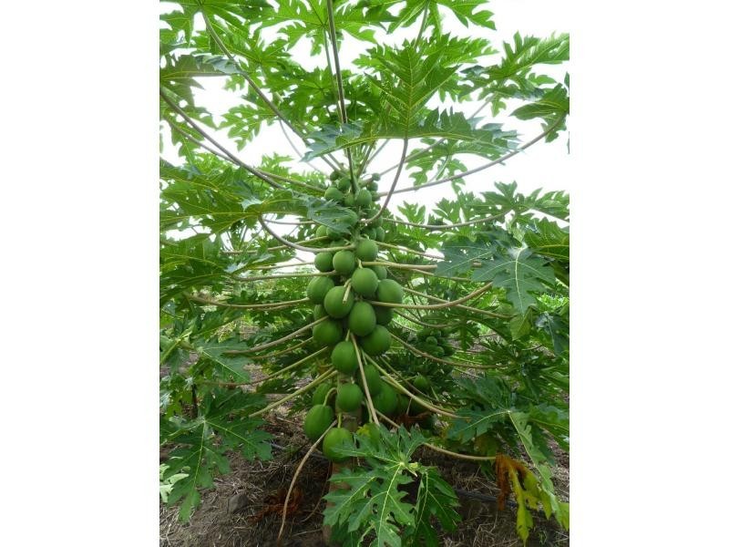 Majors Creek QLD 4816