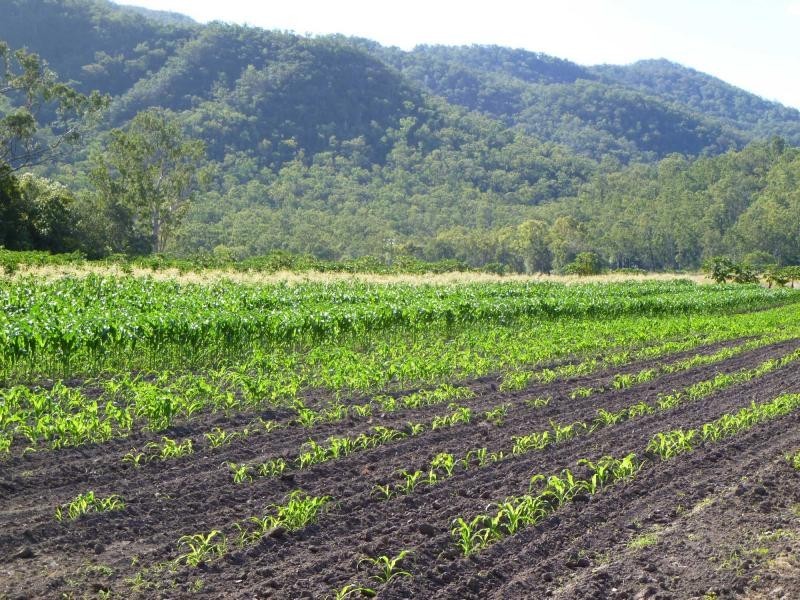 Majors Creek QLD 4816