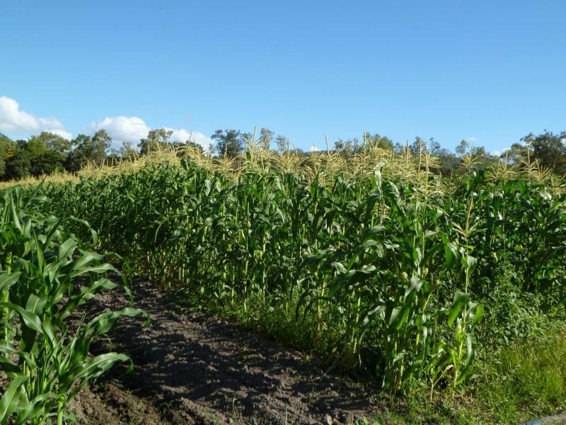 Majors Creek QLD 4816