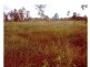 Majors Creek QLD 4816