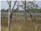 Majors Creek QLD 4816
