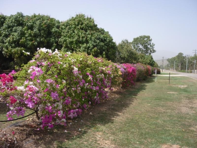 Alligator Creek QLD 4816