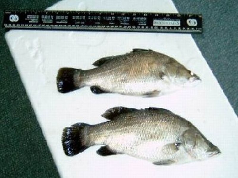 Cape Cleveland QLD 4810