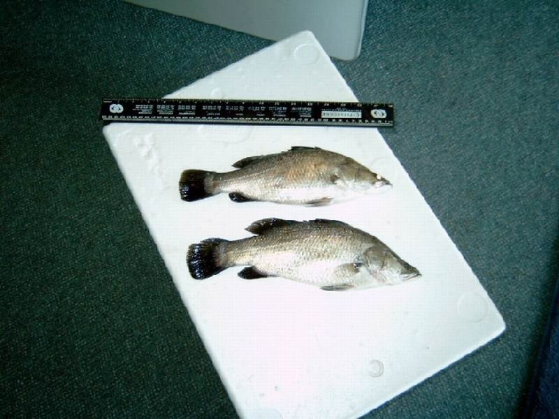 Cape Cleveland QLD 4810