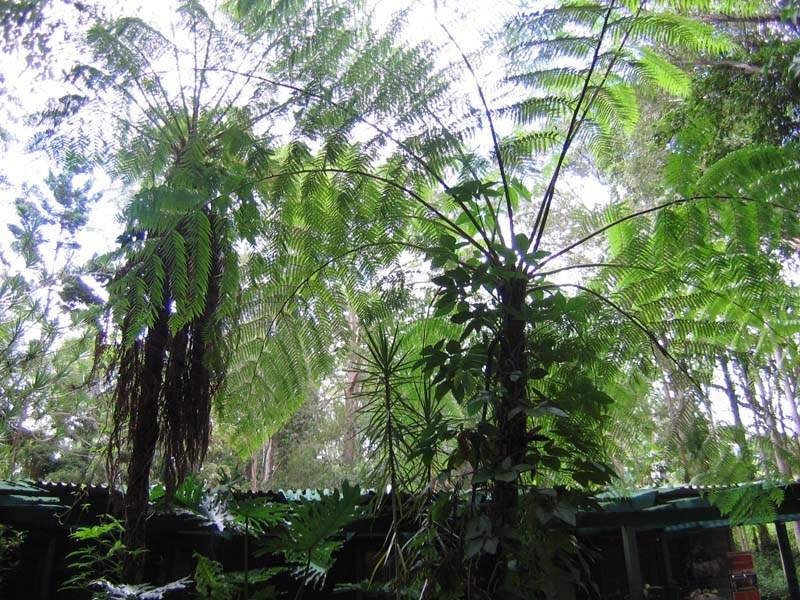 4 Hamilton Close, Mooloolah Valley QLD 4553