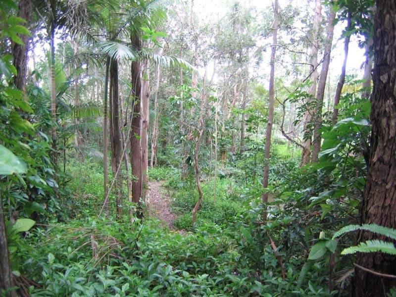 4 Hamilton Close, Mooloolah Valley QLD 4553