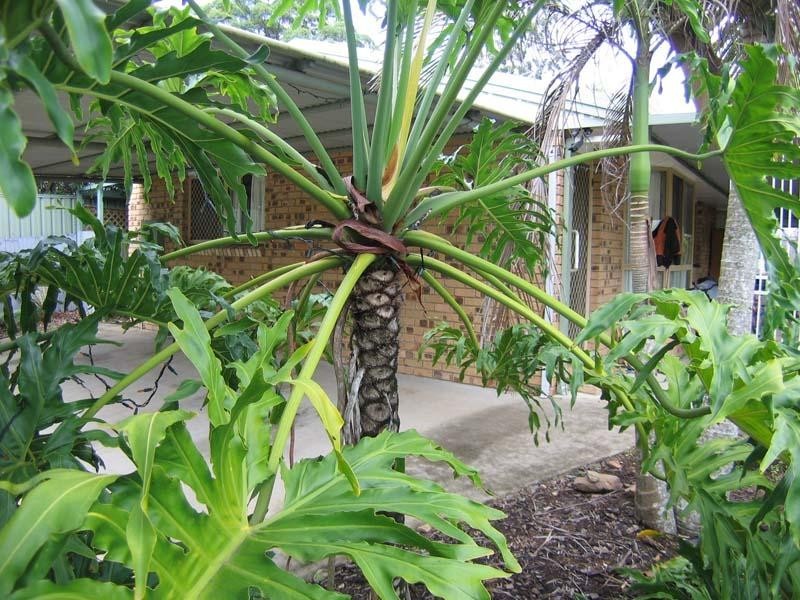 46 Jones Street, Mooloolah Valley QLD 4553