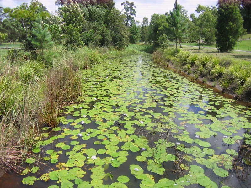 19 Platypus Court, Mooloolah Valley QLD 4553