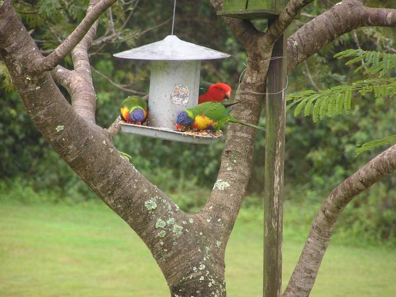 Mooloolah Valley QLD 4553