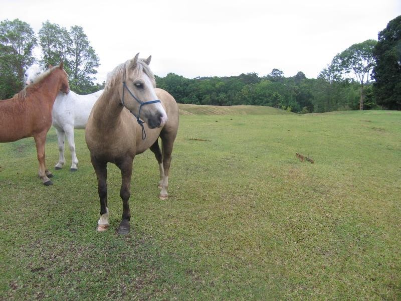 Mooloolah Valley QLD 4553