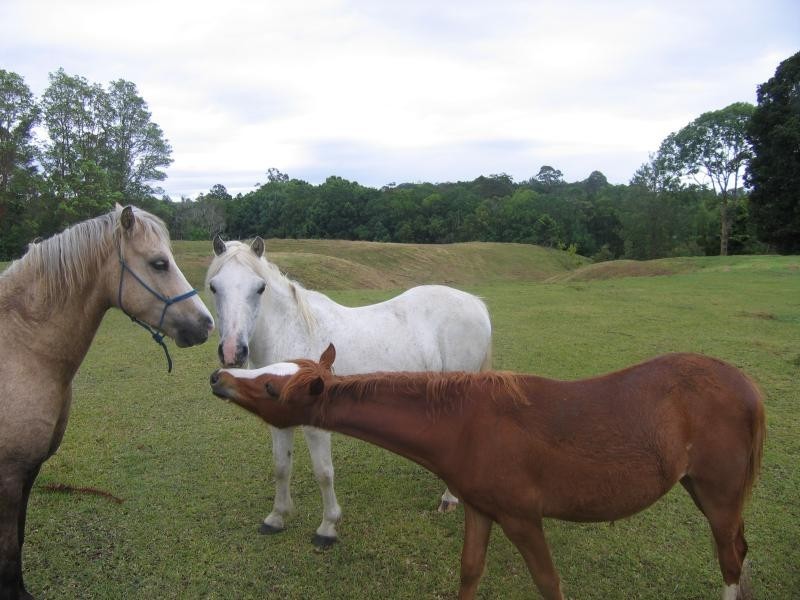 Mooloolah Valley QLD 4553