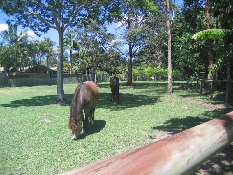 Mooloolah Valley QLD 4553