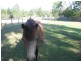 Mooloolah Valley QLD 4553
