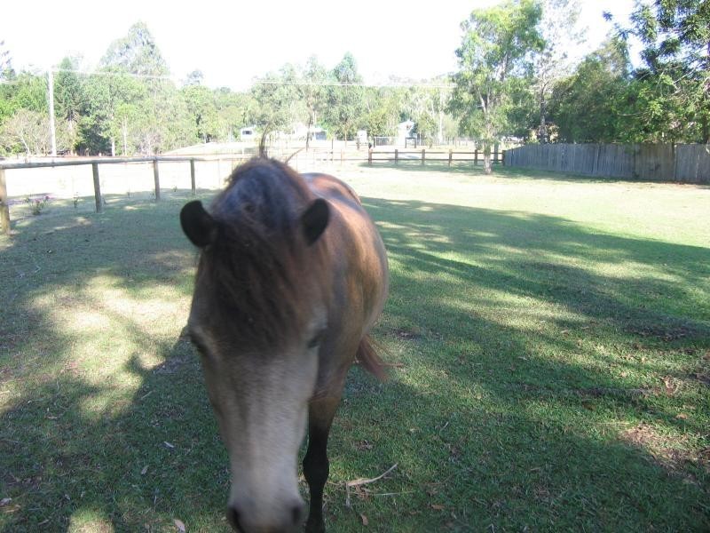 Mooloolah Valley QLD 4553