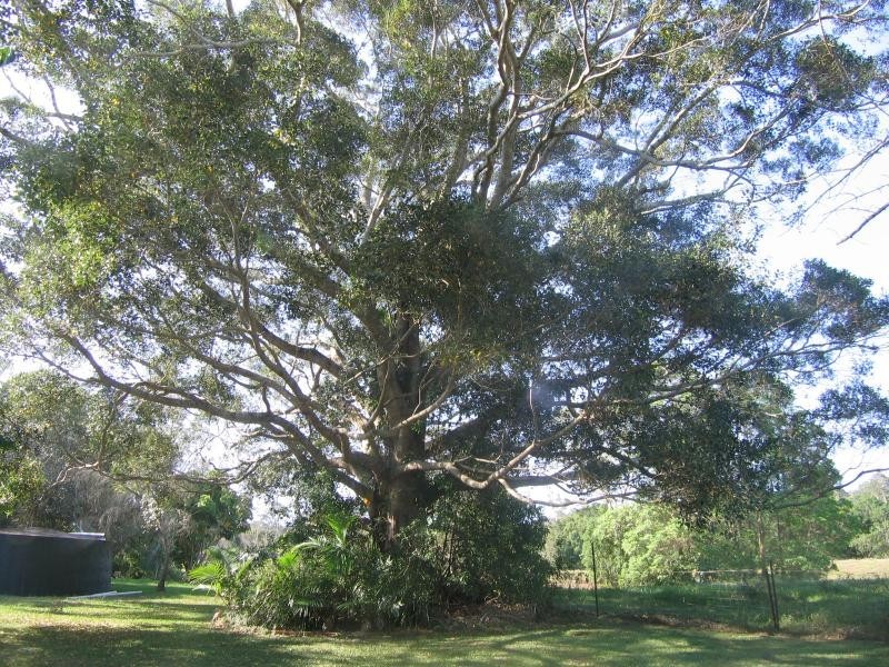 Mooloolah Valley QLD 4553