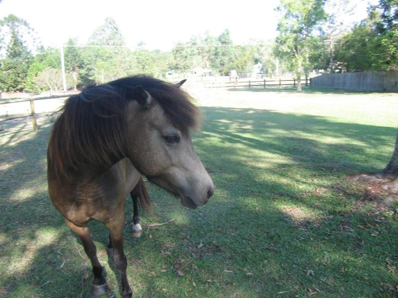 Mooloolah Valley QLD 4553
