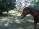 Mooloolah Valley QLD 4553