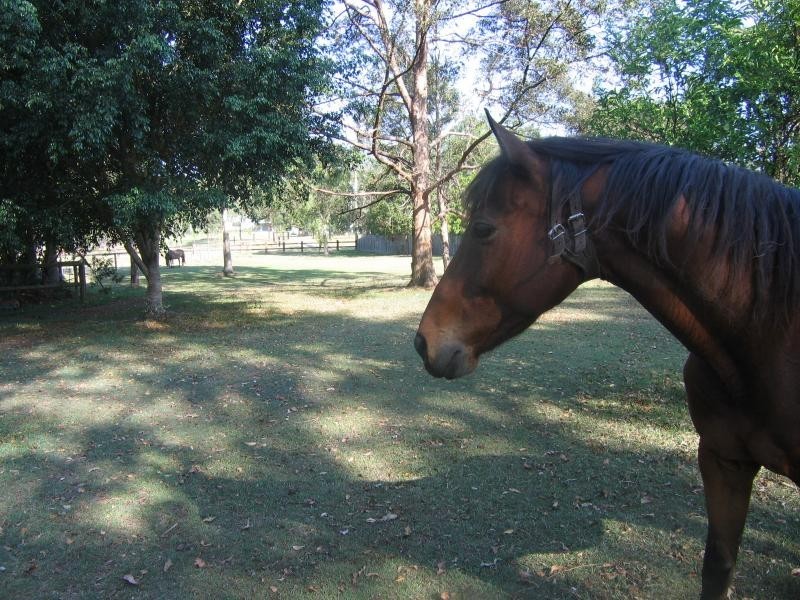 Mooloolah Valley QLD 4553