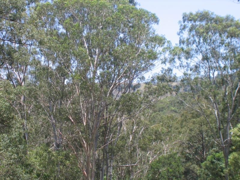 Eudlo QLD 4554